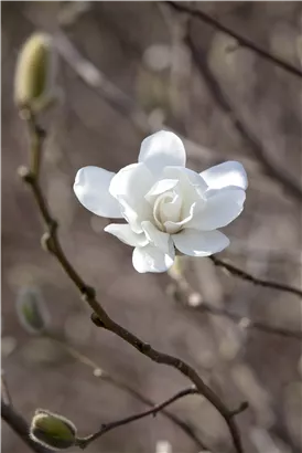 Magnolie 'Merrill' - Magnolia loebneri 'Merrill'