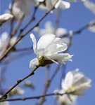 Magnolie 'Merrill' - Magnolia loebneri 'Merrill'