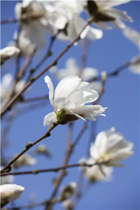 Magnolie 'Merrill' - Magnolia loebneri 'Merrill'