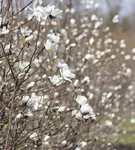 Magnolie 'Merrill' - Magnolia loebneri 'Merrill'