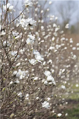 Magnolie 'Merrill' - Magnolia loebneri 'Merrill'