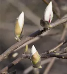 Magnolie 'Merrill' - Magnolia loebneri 'Merrill'