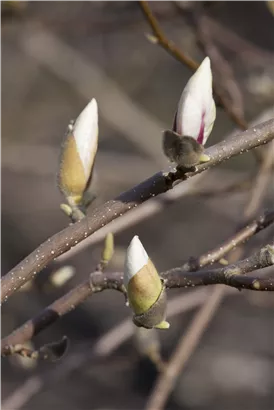 Magnolie 'Merrill' - Magnolia loebneri 'Merrill'