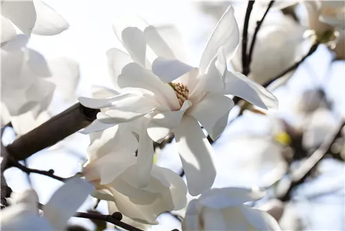 Magnolie 'Merrill' - Magnolia loebneri 'Merrill'