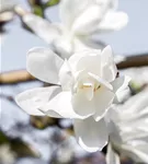 Magnolie 'Merrill' - Magnolia loebneri 'Merrill'