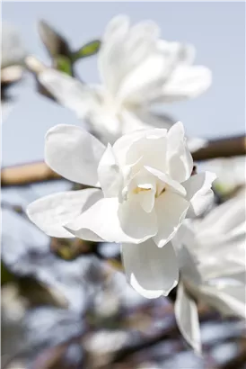 Magnolie 'Merrill' - Magnolia loebneri 'Merrill'