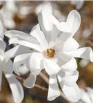 Magnolie 'Merrill' - Magnolia loebneri 'Merrill'