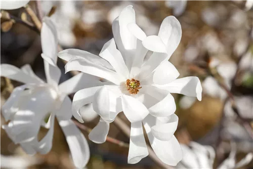 Magnolie 'Merrill' - Magnolia loebneri 'Merrill'