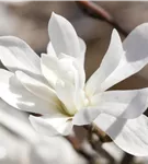 Magnolie 'Merrill' - Magnolia loebneri 'Merrill'