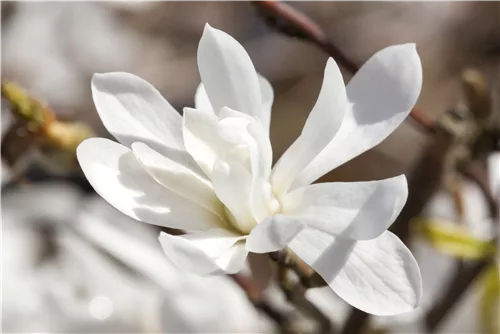 Magnolie 'Merrill' - Magnolia loebneri 'Merrill'