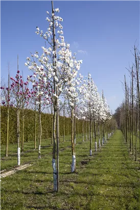 Magnolie 'Merrill' - Magnolia loebneri 'Merrill'