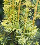 Gelbe Adlerschwingen-Eibe - Taxus baccata 'Dovastonii Aurea'