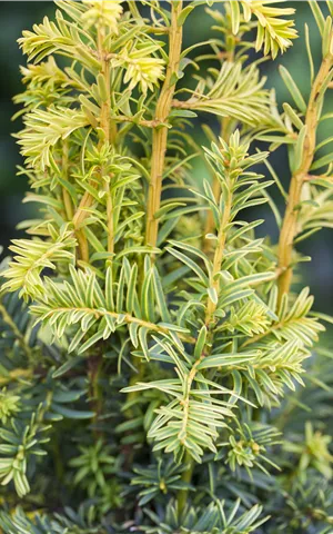 Taxus baccata 'Dovastonii Aurea'