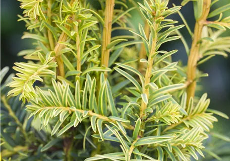 Taxus baccata 'Dovastonii Aurea' - Gelbe Adlerschwingen-Eibe