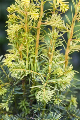 Gelbe Adlerschwingen-Eibe - Taxus baccata 'Dovastonii Aurea'