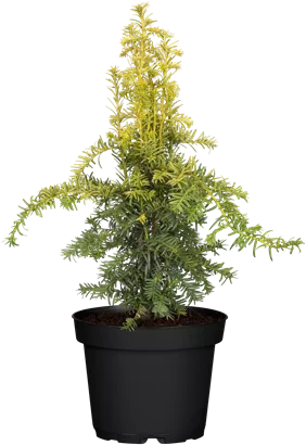 Gelbe Adlerschwingen-Eibe - Taxus baccata 'Dovastonii Aurea'