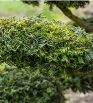 Gelbe Adlerschwingen-Eibe - Taxus baccata 'Dovastonii Aurea'