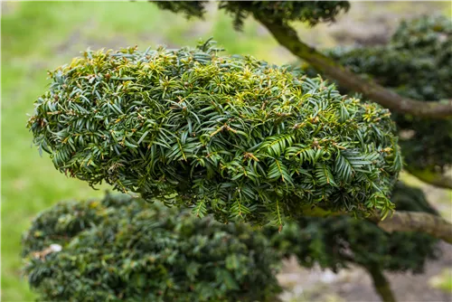 Gelbe Adlerschwingen-Eibe - Taxus baccata 'Dovastonii Aurea'