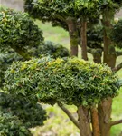 Gelbe Adlerschwingen-Eibe - Taxus baccata 'Dovastonii Aurea'