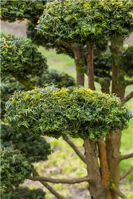 Gelbe Adlerschwingen-Eibe - Taxus baccata 'Dovastonii Aurea'