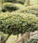 Gelbe Adlerschwingen-Eibe - Taxus baccata 'Dovastonii Aurea'