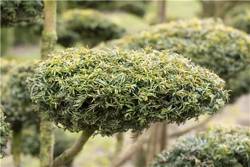 Gelbe Adlerschwingen-Eibe - Taxus baccata 'Dovastonii Aurea'