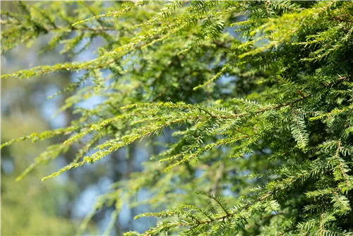 Gelbe Adlerschwingen-Eibe - Taxus baccata 'Dovastonii Aurea'