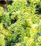 Gelbe Adlerschwingen-Eibe - Taxus baccata 'Dovastonii Aurea'