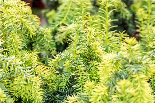 Gelbe Adlerschwingen-Eibe - Taxus baccata 'Dovastonii Aurea'