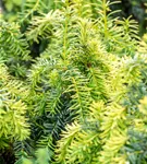 Gelbe Adlerschwingen-Eibe - Taxus baccata 'Dovastonii Aurea'