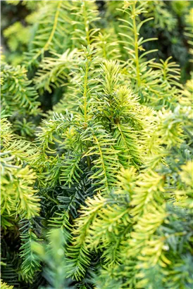 Gelbe Adlerschwingen-Eibe - Taxus baccata 'Dovastonii Aurea'