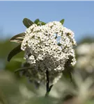 Prager Schneeball - Viburnum 'Pragense'