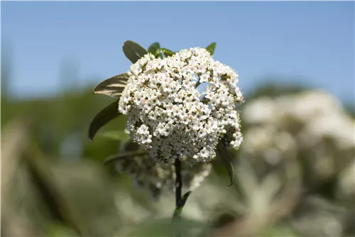 Prager Schneeball - Viburnum 'Pragense'