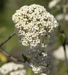 Prager Schneeball - Viburnum 'Pragense'