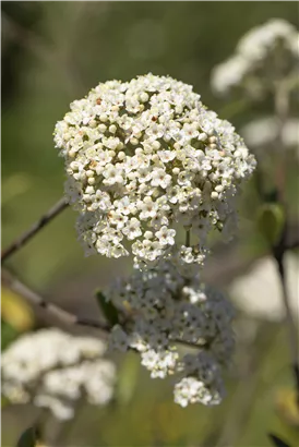 Prager Schneeball - Viburnum 'Pragense'