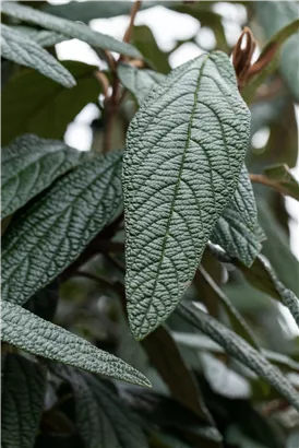 Prager Schneeball - Viburnum 'Pragense'