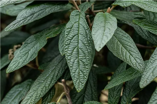 Prager Schneeball - Viburnum 'Pragense'