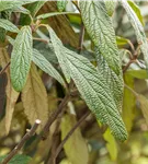 Prager Schneeball - Viburnum 'Pragense'