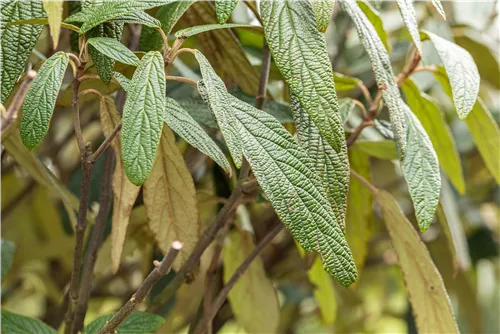 Prager Schneeball - Viburnum 'Pragense'