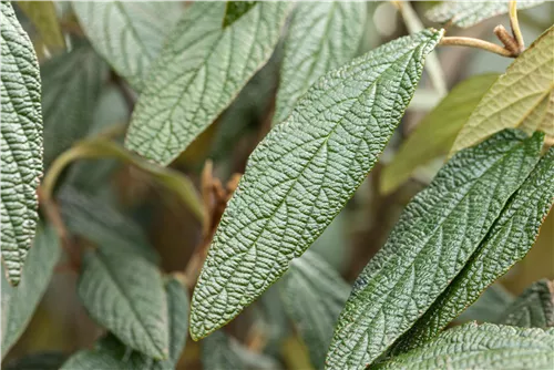 Prager Schneeball - Viburnum 'Pragense'