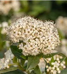 Prager Schneeball - Viburnum 'Pragense'