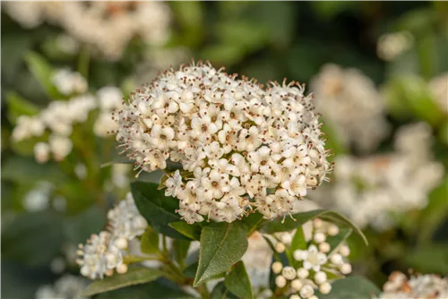 Prager Schneeball - Viburnum 'Pragense'