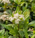 Prager Schneeball - Viburnum 'Pragense'