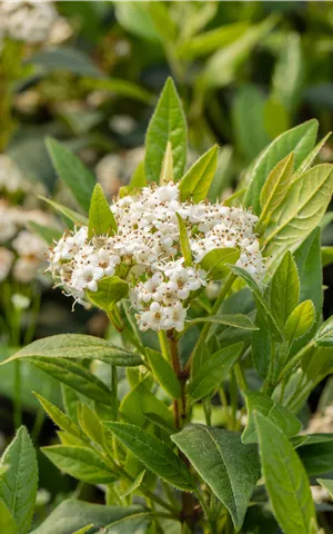 Viburnum 'Pragense'