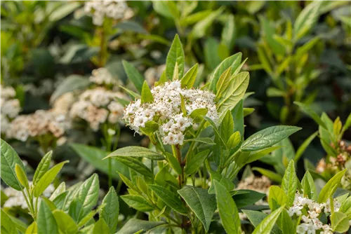 Prager Schneeball - Viburnum 'Pragense'