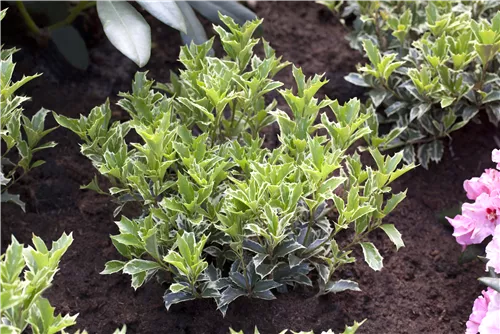 Stachelblättrige Duftblüte - Osmanthus heterophyllus