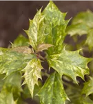 Stachelblättrige Duftblüte - Osmanthus heterophyllus