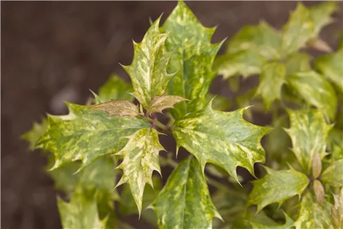 Stachelblättrige Duftblüte - Osmanthus heterophyllus