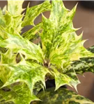 Stachelblättrige Duftblüte - Osmanthus heterophyllus