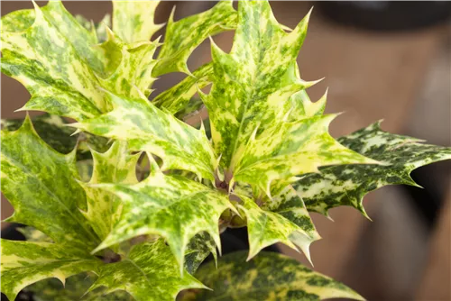 Stachelblättrige Duftblüte - Osmanthus heterophyllus